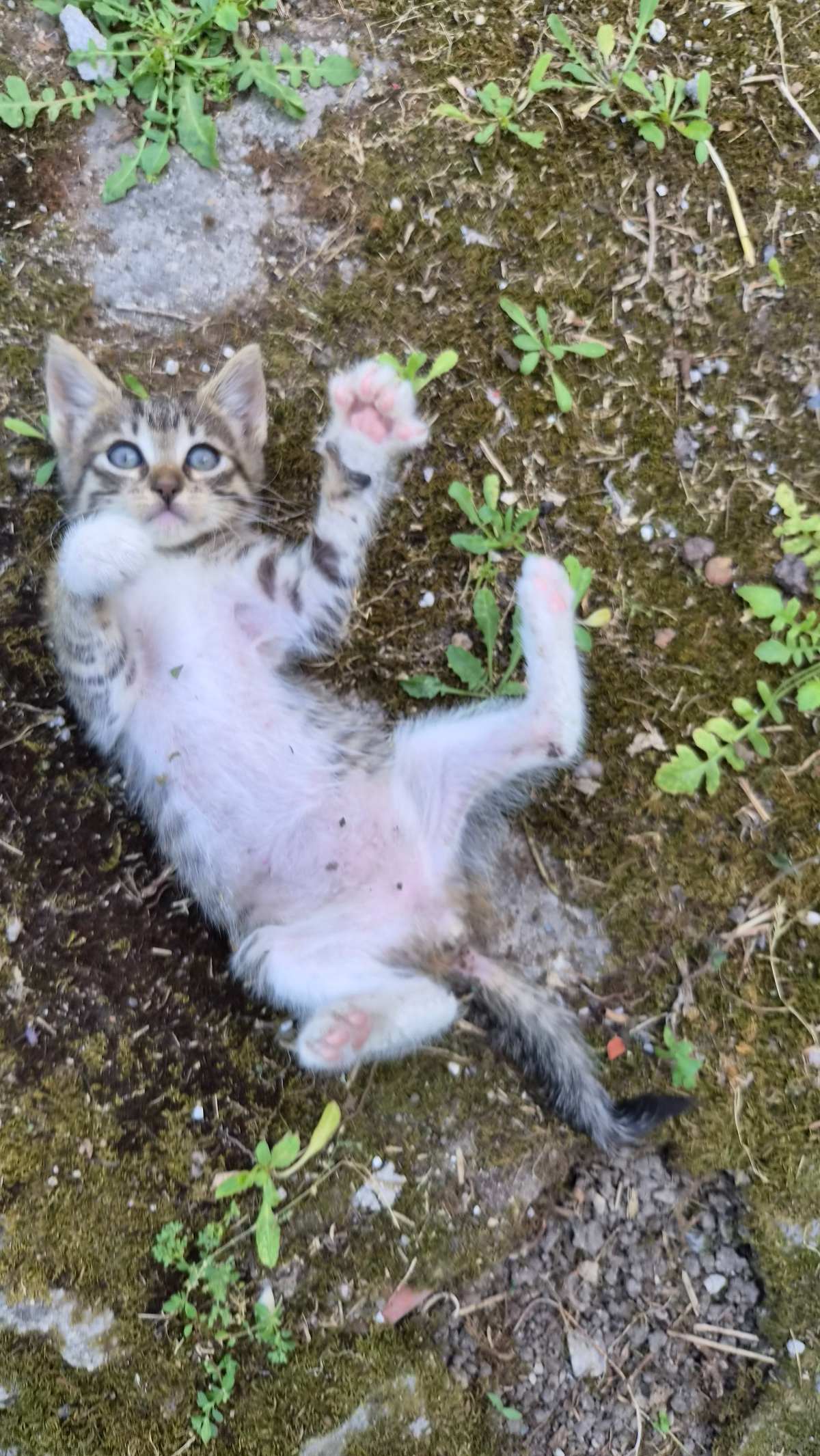 Bibi